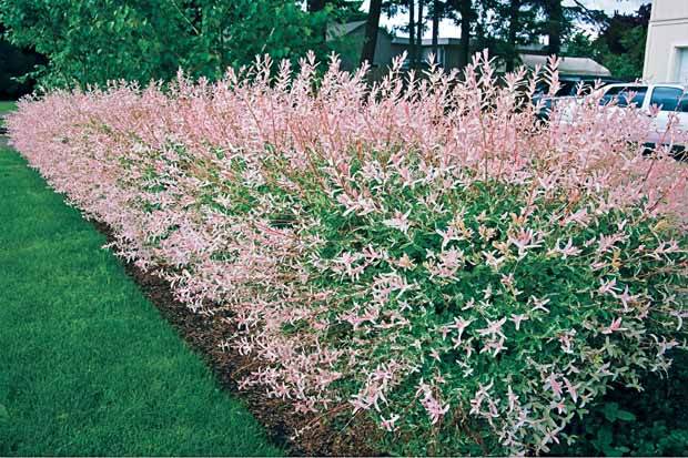 20 Saules Crevette - Haie de 12 m linéaire - Plantes - Salix integra Hakuro Nishiki