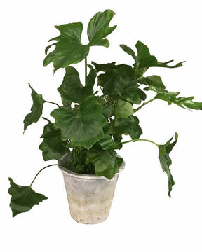 Philodendron selloum Hope - jardins - Philodendron Seloum Hope