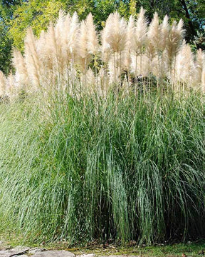 2 Herbes de la pampa blanches - jardins - Cortaderia selloana Monstruosa