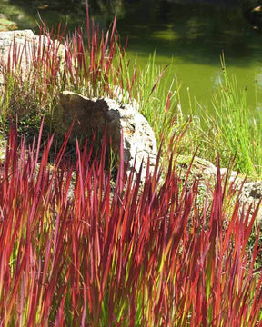 4 Imperata Red Baron - jardins - Imperata cylindrica Red Baron