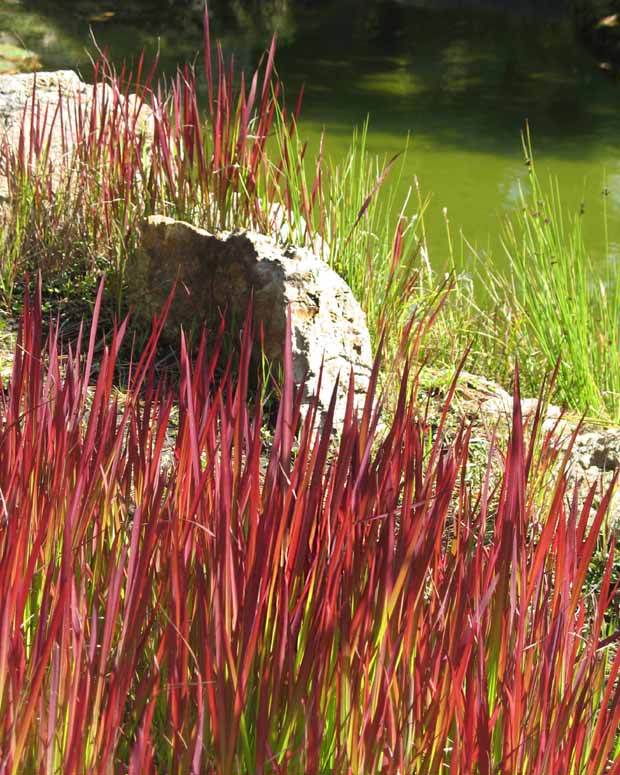 4 Imperata Red Baron - jardins - Imperata cylindrica Red Baron