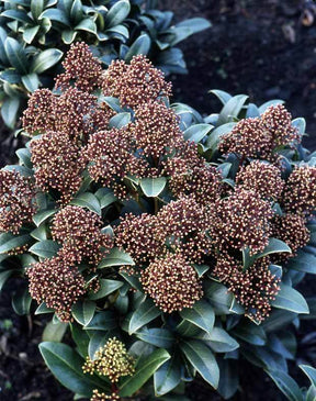 2 Skimmias du Japon - jardins - Skimmia japonica