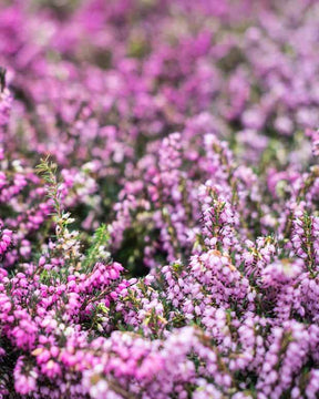 Bruyère Carnée Rose - jardins - Erica carnea