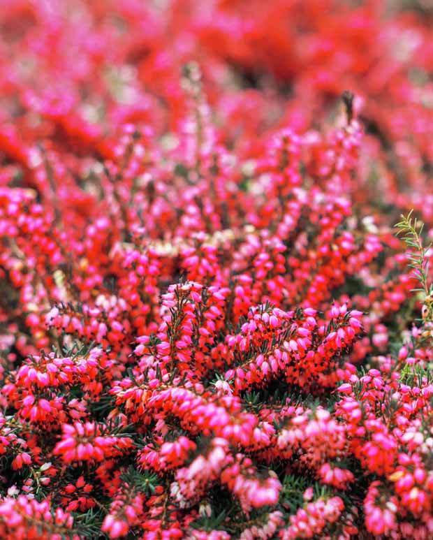 Bruyère Carnée Rouge - jardins - Erica carnea