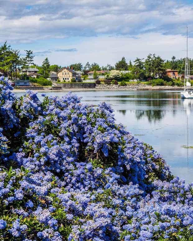 2 Céanothes Victoria ou Lilas de Californie - Céanothes - Ceanothus impressus Victoria