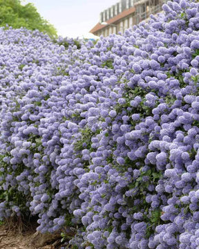 2 Céanothes Victoria ou Lilas de Californie - jardins - Ceanothus impressus Victoria