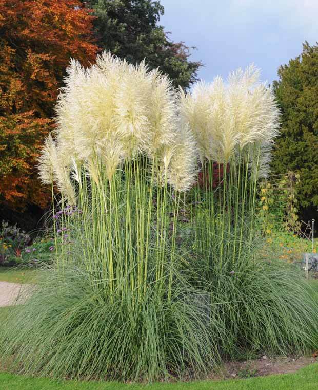 2 Herbes de la pampa blanches - jardins - Cortaderia selloana Monstruosa