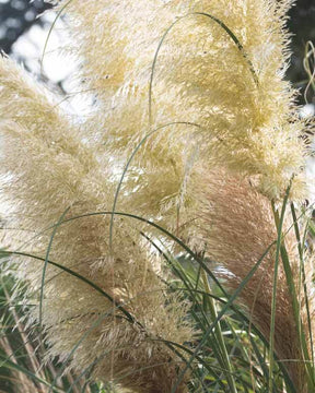 2 Herbes de la pampa blanches - Plantes - Cortaderia selloana Monstruosa