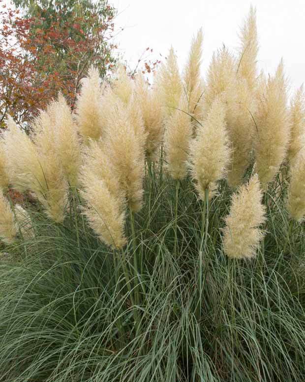 2 Herbes de la pampa blanches - Plantes vivaces - Cortaderia selloana Monstruosa