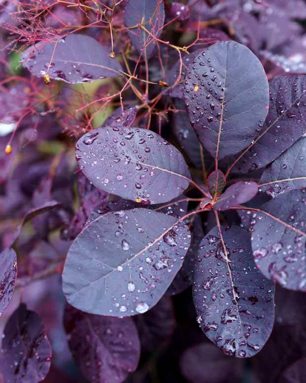 2 Arbres aux perruques pourpre Royal Purple - Plantes - Cotinus coggygria Royal Purple