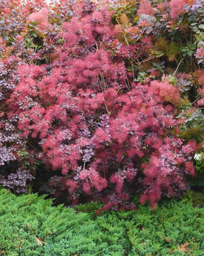 2 Arbres aux perruques pourpre Royal Purple - Arbustes - Cotinus coggygria Royal Purple