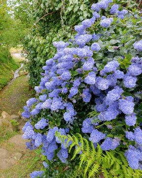 2 Céanothes Victoria ou Lilas de Californie - Plantes - Ceanothus impressus Victoria