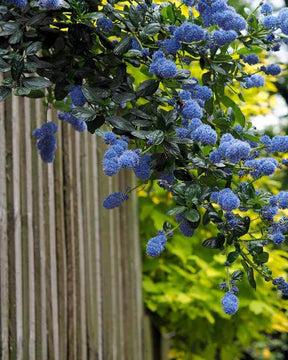 2 Céanothes Victoria ou Lilas de Californie - Arbustes - Ceanothus impressus Victoria