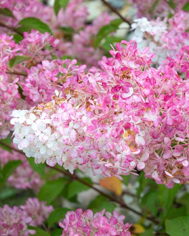 2 Hortensias Vanille Fraise® Renhy - Hortensias - Hydrangea paniculata Vanille Fraise® Renhy