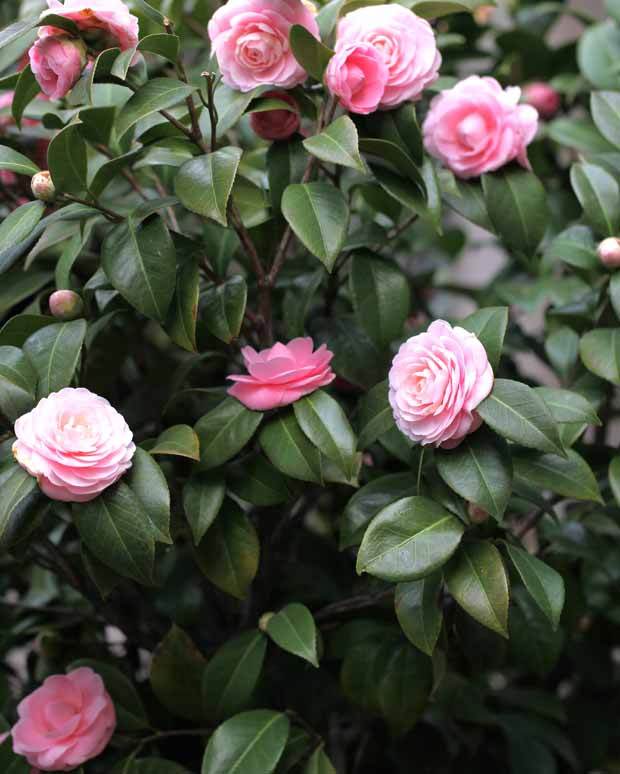 Pack 2 camélias du Japon à fleurs doubles roses - Camelia japonica