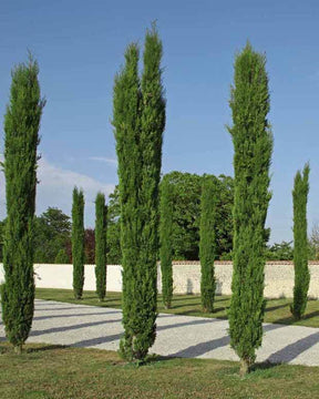 2 Cyprès Totem - jardins - Cupressus sempervirens Totem