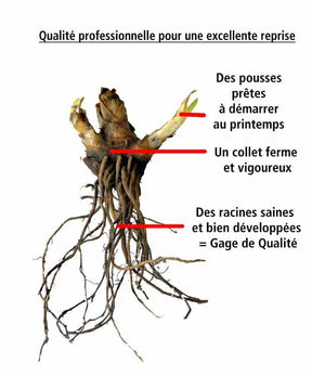 10 Lis perpétuels en mélange - Plantes vivaces - Hemerocallis