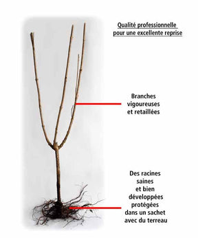 Coing Le Bourgeaut (gob. 3 ans) - Plantes - Cydonia oblonga le Bourgeaut