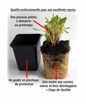 Pack 6 Lavandes bleues - Plantes