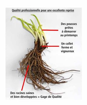 8 Terreurs des taupes (4 blanches + 4 roses) - Plantes - Incarvillea delavayi